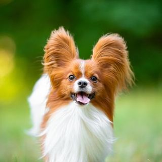 épagneul nain continental papillon roux et blanc