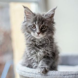 chaton maine coon gris
