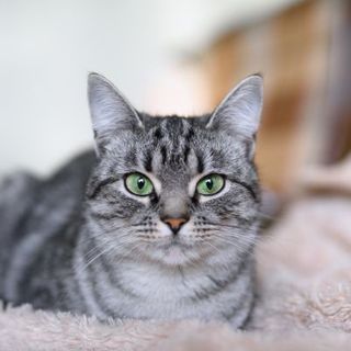 American Shorthair gris et blanc