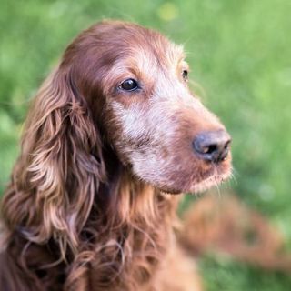 cocker dans un jardin regardant vers la droite