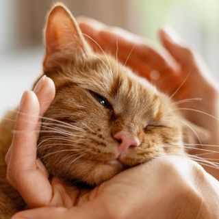 chat roux se faisant caresser par sa maîtresse