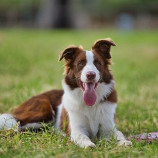 berger australien marron et blanc allongé dans l'herbe