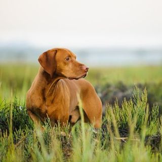 chien couleur fauve regardant à droite dans l'herbe
