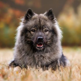 eurasier brun et noir de face dans un champ