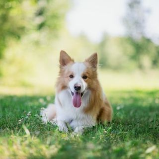 border collie beige et blanc dans l'herbe