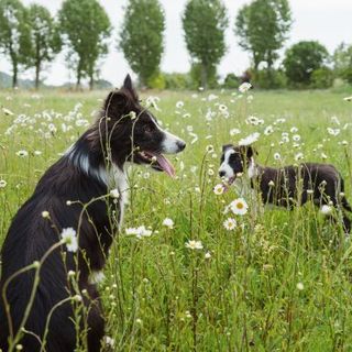 deux borders collie dans les prés