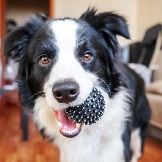 chien noir et blanc avec une balle dans la bouche