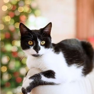 chat noir et blanc à Noël