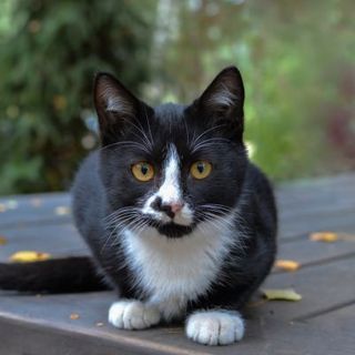 chat noir et blanc sur une terrasse