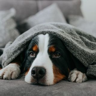 chien allongé sous une couverture