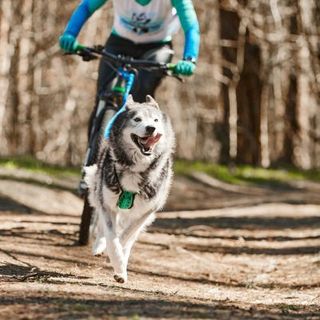 husky faisant du cani-vtt avec son maître en forêt