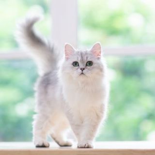 chat blanc devant une fenêtre 