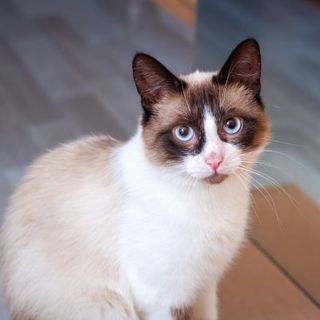 snowshoe assis en intérieur