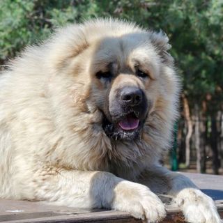 berger du caucase couleur crème