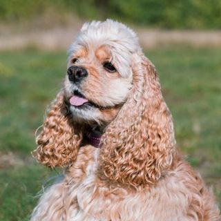 Cocker Américain beige et blanc