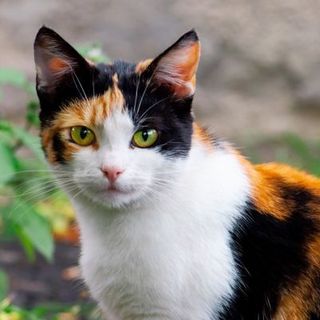 chat tricolore dans son jardin de face