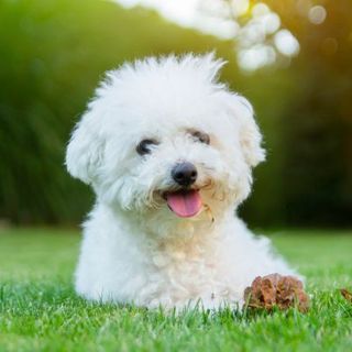 bichon frisé allongé dans l'herbe devant le coucher de soleil