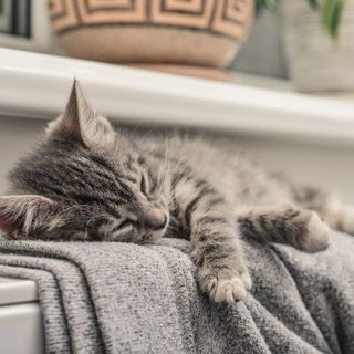 chaton sur chauffage hiver froid