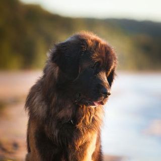 leonberg sur la plage