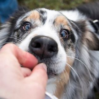 chien mangeant une croquette dans la main de son maître