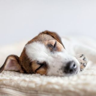 chien allongé en train de dormir