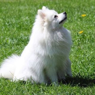 Spitz Allemand blanc assis dans l'herbe regardant en l'air
