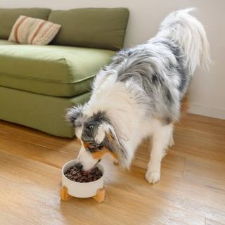 berger australien mangeant ses croquettes dans une gamelle