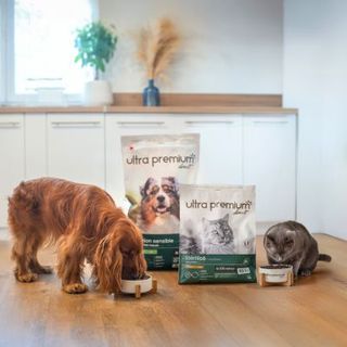 chien cocker et chat mangeant leurs croquettes ultra premium direct