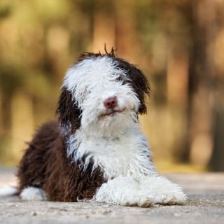 chien d'eau espagnol marron et blanc allongé en extérieur