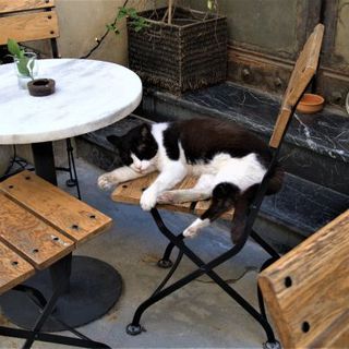 chat noir et blanc couché sur une chaise dans un bar à chat