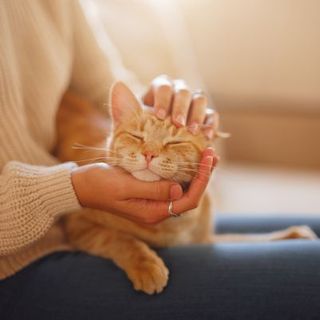 chat roux recevant un câlin sur les genoux de sa maîtresse