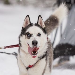 Husky avec un harnais dans la neige