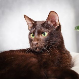 chat havana brown sur un canapé