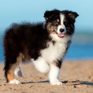 chiot sur la plage