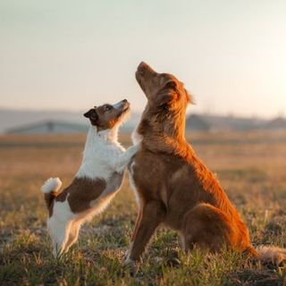 deux chiens jouant dans un pré dans le coucher de soleil