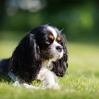 cavalier king charles noir blanc et feu allongé sur l'herbe dans un pré