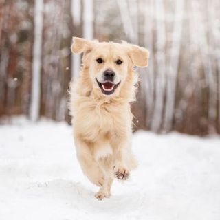 golden retriever courant dans la neige