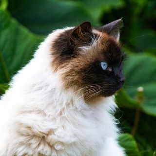 chat himalayen colorpoint