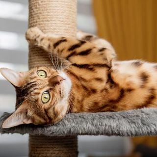 chat tabby jouant sur son arbre à chat