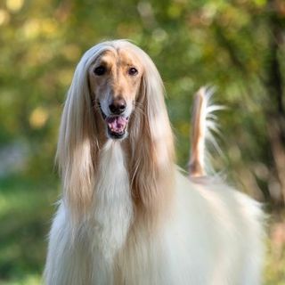 Lévrier Afghan beige