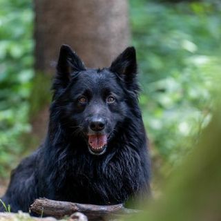 berger belge noir à poils longs allongé dans la forêt de face