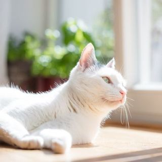 chat allongé devant la fenêtre
