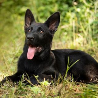 malinois noir allongé dans l'herbe