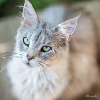 maine coon gris et blanc en gros plan