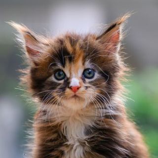 chaton roux et marron