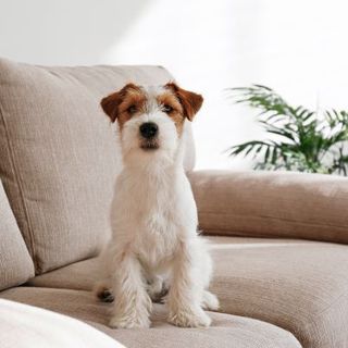 chien roux et blanc assis sur son canapé