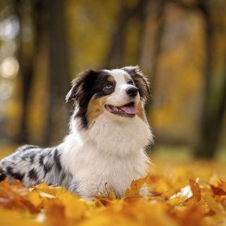 chien dans les feuilles d'automne