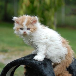 chaton Selkirk Rex roux et blanc