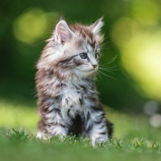 chaton main coon dans l'herbe