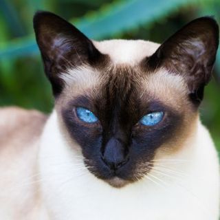 Tonkinois aux yeux bleus dans la nature